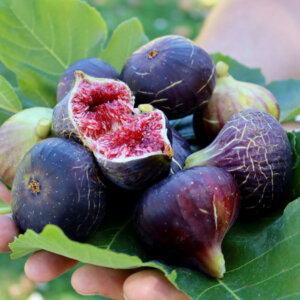 Figs Are