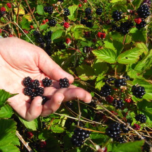 Why Are Blackberries Required For Male Impotence?